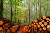 World Wood production growth due to biomass and construction
