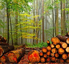Incremento de la producción mundial de madera debido a la biomasa y la construcción